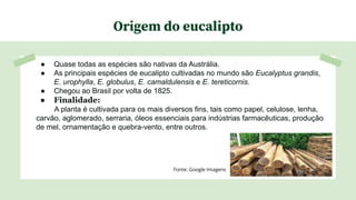 Origem do eucalipto
● Quase todas as espécies são nativas da Austrália.
● As principais espécies de eucalipto cultivadas no mundo são Eucalyptus grandis,
E. urophylla, E. globulus, E. camaldulensis e E. tereticornis.
● Chegou ao Brasil por volta de 1825.
● Finalidade:
A planta é cultivada para os mais diversos fins, tais como papel, celulose, lenha,
carvão, aglomerado, serraria, óleos essenciais para indústrias farmacêuticas, produção
de mel, ornamentação e quebra-vento, entre outros.
Fonte: Google Imagens
 