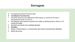 Ferrugem
● Causada pelo fungo Puccinia psidii.
● Condições favoráveis:
1. Períodos noturnos de molhamento foliar iguais ou acima de 8 horas e
temperaturas entre 15 e 25 ºC.
2. Os ataques mais severos ocorrem em mudas e plantios jovens, entre 3 e 12
meses de idade.
3. Ocorrem em locais com umidade elevada.
● Perdas:
1. Reduz a fotossíntese e o crescimento das árvores severamente afetadas.
2. Morte da árvore.
 
