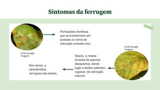 Sintomas da ferrugem
Pontuações cloróticas
que se transformam em
pústulas ou soros de
coloração amarelo-vivo;
Depois a massa
amarela de esporos
desaparece, dando
lugar a lesões salientes,
rugosas, de coloração
marrom;
Nos ramos, a
característica
verrugosa das lesões;
Fonte:Google
imagens
Fonte:Google
imagens
 
