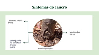 Sintomas do cancro
Lesões no colo da
árvore
Mortes das
folhas
Estrangulame
nto e morte de
árvores
jovens
Fonte:Google Imagens
 