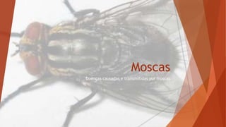 Moscas 
Doenças causadas e transmitidas por moscas 
 
