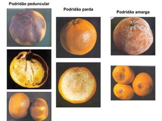 Doenças pós-colheita de frutas e hortaliças 2016.pdf