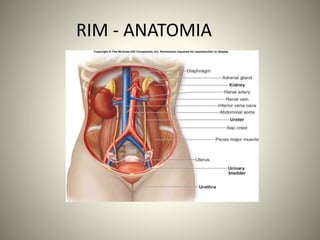 RIM - ANATOMIA
 