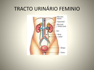 TRACTO URINÁRIO FEMINIO
 