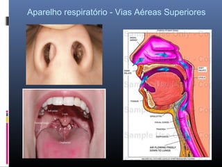 Aparelho respiratório - Vias Aéreas Superiores

 