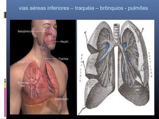vias aéreas inferiores – traquéia – brônquios - pulmões

 