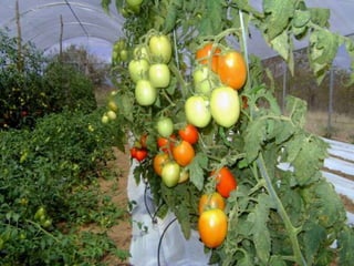 Doença de difícil controle, pois a bactéria ataca muitas
hospedeiras e permanece no solo por anos
Grandes lesões nas folhas
Murcha bacteriana
Doença muito importante em regiões de clima tropical;
 Regiões Norte e Nordeste do Brasil – é a doença mais
importante do tomateiro;
 Ocorrência comum nos meses mais quentes do ano;
Frequência em tomateiros sob cultivo protegido.
Bacteriose mais importante do tomateiro
 