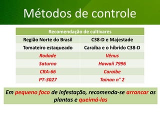 Em pequeno foco de infestação, recomenda-se arrancar as
plantas e queimá-las
Grandes lesões nas folhas
Métodos de controle
Recomendação de cultivares
Região Norte do Brasil C38-D e Majestade
Tomateiro estaqueado Caraíba e o híbrido C38-D
Rodade Vênus
Saturno Hawaii 7996
CRA-66 Caraibe
PT-3027 Tainan n° 2
 