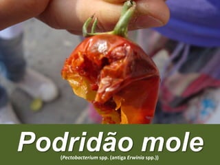 Podridão mole(Pectobacterium spp. (antiga Erwinia spp.))
 