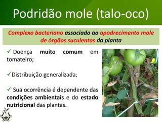 Complexo bacteriano associado ao apodrecimento mole
de órgãos suculentos da planta
Grandes lesões nas folhas
Podridão mole (talo-oco)
 Doença muito comum em
tomateiro;
Distribuição generalizada;
 Sua ocorrência é dependente das
condições ambientais e do estado
nutricional das plantas.
 