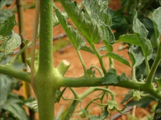 Etiologia
Pode viver como saprófita nos solos na ausência de
hospedeiros;
 Favorecido por temperaturas entre 25 e 30°C e alta
umidade relativa;
A bactéria penetra na planta através de ferimentos
(transplante, capinas, desbrota, insetos, etc.);
A água é o veículo mais eficiente na disseminação do
patógeno.
Agente causal: Pectobacterium spp.
 