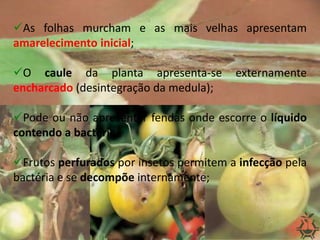 As folhas murcham e as mais velhas apresentam
amarelecimento inicial;
O caule da planta apresenta-se externamente
encharcado (desintegração da medula);
Pode ou não apresentar fendas onde escorre o líquido
contendo a bactéria;
Frutos perfurados por insetos permitem a infecção pela
bactéria e se decompõe internamente;
 