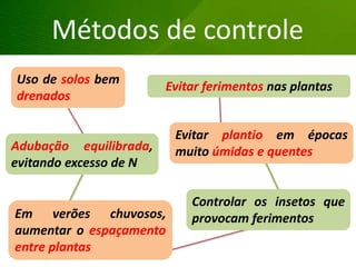 Grandes lesões nas folhas
Métodos de controle
Uso de solos bem
drenados
Adubação equilibrada,
evitando excesso de N
Em verões chuvosos,
aumentar o espaçamento
entre plantas
Evitar ferimentos nas plantas
Evitar plantio em épocas
muito úmidas e quentes
Controlar os insetos que
provocam ferimentos
 