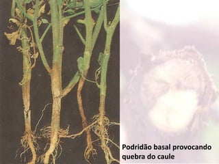 Talvez seja a principal doença do tomateiro no Brasil
Grandes lesões nas folhas
Pinta preta
Ocorre com frequência em todas as localidades onde é
cultivado;
 Provoca perdas elevadas quando o controle químico é
mal feito;
Mofo-preto Cancro-da-haste Podridão-basal
Podridão basal provocando
quebra do caule
 