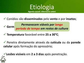 Grandes lesões nas folhas
Etiologia
 Conídios são disseminados pelo vento e por insetos;
 Germinação entre 6 a 34°C (35-45 min.);
 Temperatura favorável entre 25 a 30°C;
 Penetra diretamente através da cutícula ou da parede
celular após formação do apressório;
Lesões visíveis em 2 a 3 dias após penetração.
Agente causal: Alternaria solani
Permanecem viáveis por longo
período de tempo em restos de cultura
 