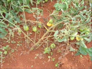 Toda a parte aérea da planta pode ser infectada em
qualquer idade
Grandes lesões nas folhas
Sintomas
Sintomas localizados nas folhas, frutos e caule
As lesões são mais abundantes nas folhas mais velhas
 