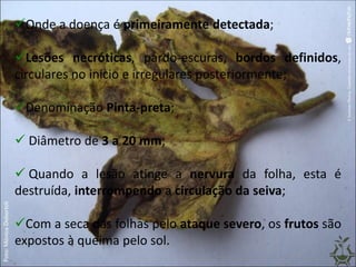 Onde a doença é primeiramente detectada;
Lesões necróticas, pardo-escuras, bordos definidos,
circulares no início e irregulares posteriormente;
Denominação Pinta-preta;
 Diâmetro de 3 a 20 mm;
 Quando a lesão atinge a nervura da folha, esta é
destruída, interrompendo a circulação da seiva;
Com a seca das folhas pelo ataque severo, os frutos são
expostos à queima pelo sol.
 