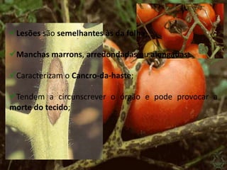 Lesões são semelhantes às da folha;
Manchas marrons, arredondadas ou alongadas;
Caracterizam o Cancro-da-haste;
Tendem a circunscrever o órgão e pode provocar a
morte do tecido;
 