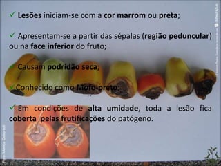  Lesões iniciam-se com a cor marrom ou preta;
 Apresentam-se a partir das sépalas (região peduncular)
ou na face inferior do fruto;
 Causam podridão seca;
Conhecido como Mofo-preto;
 Em condições de alta umidade, toda a lesão fica
coberta pelas frutificações do patógeno.
 