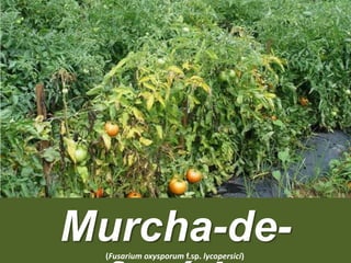 Murcha-de-(Fusarium oxysporum f.sp. lycopersici)
 