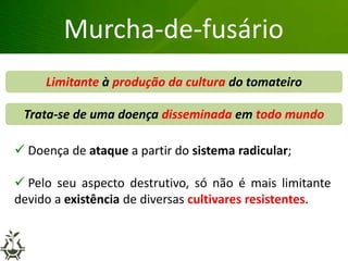 Trata-se de uma doença disseminada em todo mundo
Grandes lesões nas folhas
Murcha-de-fusário
 Doença de ataque a partir do sistema radicular;
 Pelo seu aspecto destrutivo, só não é mais limitante
devido a existência de diversas cultivares resistentes.
Limitante à produção da cultura do tomateiro
 