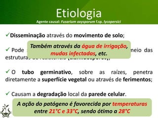 Grandes lesões nas folhas
Etiologia
Disseminação através do movimento de solo;
 Pode sobreviver em restos culturais ou por meio das
estruturas de resistência (clamidósporos);
 O tubo germinativo, sobre as raízes, penetra
diretamente a superfície vegetal ou através de ferimentos;
 Causam a degradação local da parede celular.
Agente causal: Fusarium oxysporum f.sp. lycopersici
Também através da água de irrigação,
mudas infectadas, etc.
(Beckman, 1987)A ação do patógeno é favorecida por temperaturas
entre 21°C e 33°C, sendo ótimo a 28°C
 