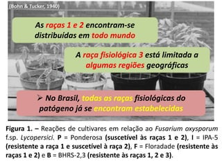 Figura 1. – Reações de cultivares em relação ao Fusarium oxysporum
f.sp. Lycopersici. P = Ponderosa (suscetível às raças 1 e 2), I = IPA-5
(resistente a raça 1 e suscetível à raça 2), F = Floradade (resistente às
raças 1 e 2) e B = BHRS-2,3 (resistente às raças 1, 2 e 3).
(Bohn & Tucker, 1940)
As raças 1 e 2 encontram-se
distribuídas em todo mundo
A raça fisiológica 3 está limitada a
algumas regiões geográficas
 No Brasil, todas as raças fisiológicas do
patógeno já se encontram estabelecidas
 