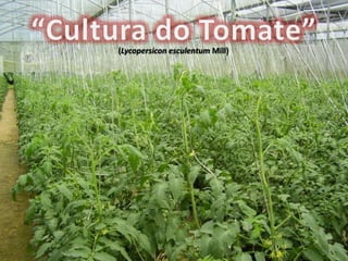 (Lycopersicon esculentum Mill)
 