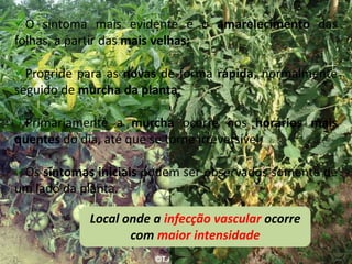 O sintoma mais evidente é o amarelecimento das
folhas, a partir das mais velhas;
Progride para as novas de forma rápida, normalmente
seguido de murcha da planta;
Primariamente a murcha ocorre nos horários mais
quentes do dia, até que se torne irreversível;
Os sintomas iniciais podem ser observados somente de
um lado da planta.
Local onde a infecção vascular ocorre
com maior intensidade
 