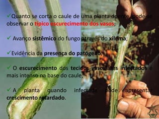 Quanto se corta o caule de uma planta doente, pode-se
observar o típico escurecimento dos vasos;
 Avanço sistêmico do fungo através do xilema;
Evidência da presença do patógeno;
 O escurecimento dos tecidos vasculares infectados é
mais intenso na base do caule;
 A planta quando infectada pode apresentar
crescimento retardado.
 