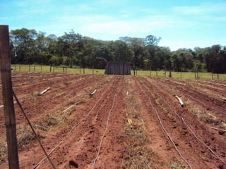 Métodos de controle
a) Uso de cultivares resistentes;
b) Manipulação da fertilidade do solo (acidez);
c) Impedir a drenagem de água de local infestado para
novas áreas;
d) Permitir que o solo repouse antes do plantio;
e) Uso da rotação de culturas com plantas não
hospedeiras;
 
