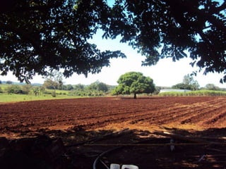 Grandes lesões nas folhas
Métodos de controle
f) Prevenir disseminação do patógeno eliminando o
movimento de solo infestado;
g) Eliminar restos culturais (diminuição do inóculo inicial);
h) Nenhuma medida de controle químico é efetiva e
economicamente viável.
 