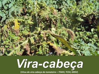 Vira-cabeça(Vírus do vira-cabeça do tomateiro – TSWV, TCSV, GRSV)
 