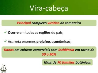 Grandes lesões nas folhas
Vira-cabeça
 Ocorre em todas as regiões do país;
 Acarreta enormes prejuízos econômicos;
 É muito variável, transmitido por várias espécies de
tripes, e possui vasta gama de plantas hospedeiras.
Principal complexo virótico do tomateiro
Danos em cultivos comerciais com incidência em torno de
50 a 90%
Mais de 70 famílias botânicas
 