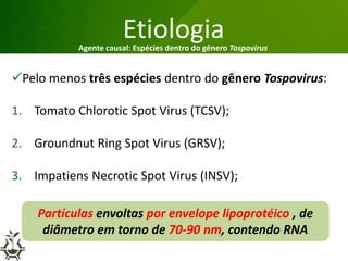 Grandes lesões nas folhas
Etiologia
Pelo menos três espécies dentro do gênero Tospovirus:
1. Tomato Chlorotic Spot Virus (TCSV);
2. Groundnut Ring Spot Virus (GRSV);
3. Impatiens Necrotic Spot Virus (INSV);
Agente causal: Espécies dentro do gênero Tospovirus
Partículas envoltas por envelope lipoprotéico , de
diâmetro em torno de 70-90 nm, contendo RNA
 
