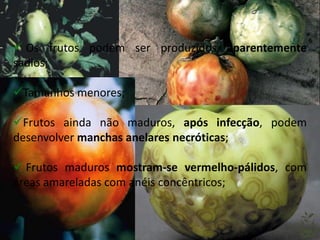  Os frutos podem ser produzidos aparentemente
sadios;
Tamanhos menores;
Frutos ainda não maduros, após infecção, podem
desenvolver manchas anelares necróticas;
 Frutos maduros mostram-se vermelho-pálidos, com
áreas amareladas com anéis concêntricos;
 
