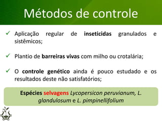 Métodos de controle
 Aplicação regular de inseticidas granulados e
sistêmicos;
 Plantio de barreiras vivas com milho ou crotalária;
 O controle genético ainda é pouco estudado e os
resultados deste não satisfatórios;
Espécies selvagens Lycopersicon peruvianum, L.
glandulosum e L. pimpinellifolium
 