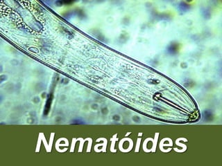 Nematóides
 