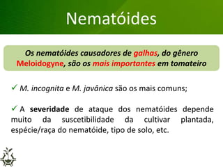 Os nematóides causadores de galhas, do gênero
Meloidogyne, são os mais importantes em tomateiro
Grandes lesões nas folhas
Nematóides
 M. incognita e M. javânica são os mais comuns;
 A severidade de ataque dos nematóides depende
muito da suscetibilidade da cultivar plantada,
espécie/raça do nematóide, tipo de solo, etc.
 