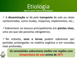 Grandes lesões nas folhas
Etiologia
 A disseminação se dá pelo transporte de solo ou raízes
contaminadas, como mudas, máquinas, implementos, etc.;
Sobrevivem na lavoura principalmente em plantas vivas,
uma vez que são parasitas obrigatórios;
 No entanto, ovos e larvas podem sobreviver por
períodos prolongados na matéria orgânica e em camadas
mais profundas;
Agente causal: Gênero Meloidogyne
Os nematóides sobrevivem melhor em regiões com
temperatura de solo acima de 28°C
 