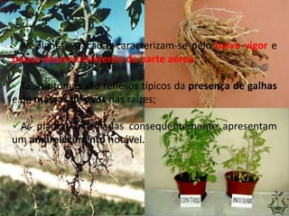 As plantas atacadas caracterizam-se pelo baixo vigor e
pouco desenvolvimento da parte aérea;
Tais sintomas são reflexos típicos da presença de galhas
e de massas de ovos nas raízes;
As plantas inoculadas consequentemente apresentam
um amarelecimento notável.
 