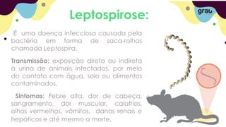 Leptospirose:
É uma doença infecciosa causada pela
bactéria em forma de saca-rolhas
chamada Leptospira.
Transmissão: exposição direta ou indireta
à urina de animais infectados, por meio
do contato com água, solo ou alimentos
contaminados.
Sintomas: Febre alta, dor de cabeça,
sangramento, dor muscular, calafrios,
olhos vermelhos, vômitos, danos renais e
hepáticos e até mesmo a morte.
 