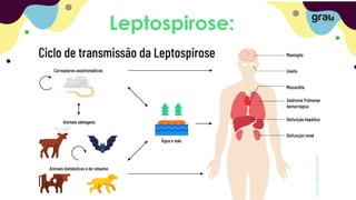 Leptospirose:
 