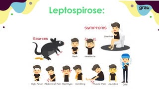 Leptospirose:
 