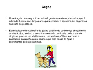 CegosUm cão-guia para cegos é um animal, geralmente de raça lavrador, que é educado durante dois longos anos para conduzir o seu dono em segurança nas suas deslocações. Este dedicado companheiro de quatro patas evita que o cego choque com os obstáculos, ajuda-o a encontrar a entrada dos locais onde pretende dirigir-se, procura um Multibanco ou um telefone público, encontra a passadeira para peões e até impede que pise poças de água e excrementos de outros animais.