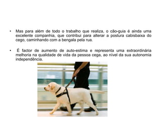 Mas para além de todo o trabalho que realiza, o cão-guia é ainda uma excelente companhia, que contribui para alterar a postura cabisbaixa do cego, caminhando com a bengala pela rua. É factor de aumento de auto-estima e representa uma extraordinária melhoria na qualidade de vida da pessoa cega, ao nível da sua autonomia independência.