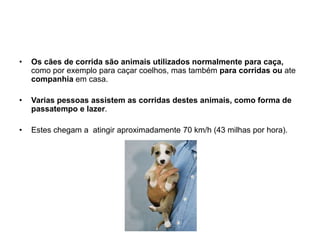 Os cães de corrida são animais utilizados normalmente para caça, como por exemplo para caçar coelhos, mas também para corridasou ate companhia em casa.Varias pessoas assistem as corridas destes animais, como forma de passatempo e lazer.Estes chegam a  atingir aproximadamente 70 km/h (43 milhas por hora).