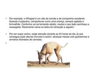 Por exemplo, o Whippet é um cão de corrida e de companhia excelente. Quando é pequeno, comporta-se como uma criança, sempre agitado e brincalhão. Conforme vai se tornando adulto, mostra o seu lado carinhoso e sossegado. Raramente rosna ou ladra em direcção a alguém; Por ser super activo, exige atenção durante as 24 horas do dia, já que consegue pular alturas incríveis e assim, alcançar mesas com guloseimas e armários fechados de comidas. 