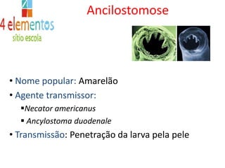   evitar andar descalço em locais onde cães e gatos transitam;