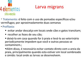  Transmissão: Através das fezes de                           gatos e cãesIncidência: